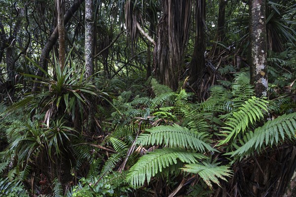Tropical vegetation