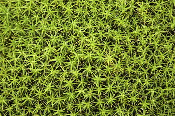 Common Haircap Moss or Great Golden Maidenhair (Polytrichum commune)