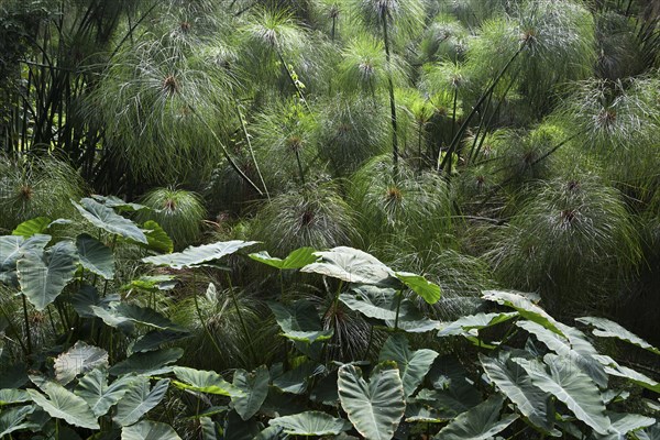 Taro (Colocasia esculent) in front