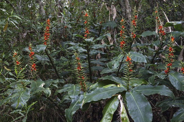 Fruit stand of Kahili ginger (Hedychium gardnerianum)