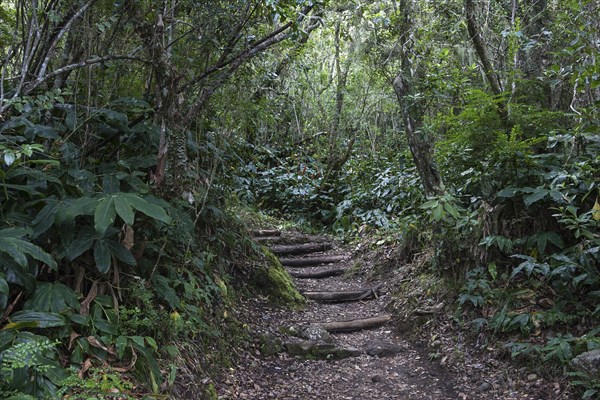 Trail through tropical vegetation in the rainforest of the Cirque de Cilaos