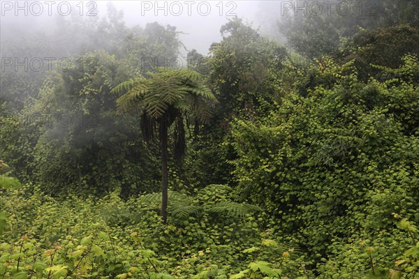 Tropical vegetation with fog