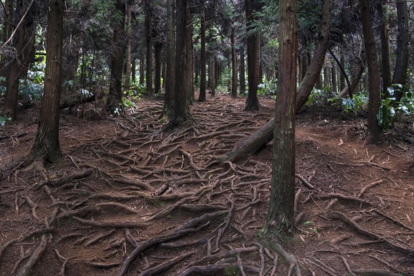 Trail over roots in the Foret des Makes forest