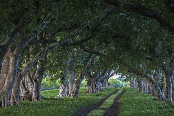 Avenue with old trees