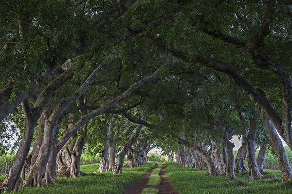 Avenue with old trees