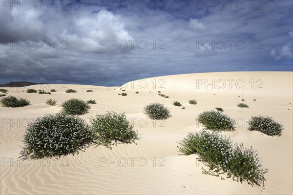 Flowering plants growing in the sand dunes
