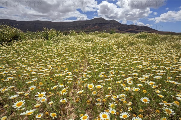 Meadow with daisies (Leucanthemum)