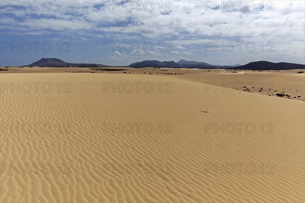 Sand dunes in the wandering dunes of El Jable