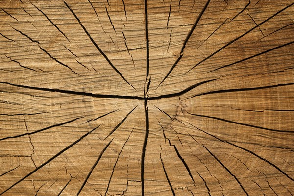 Tree slice with cracks in wood