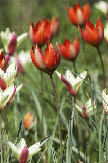 Red tulips (Tulipa orphanidea)
