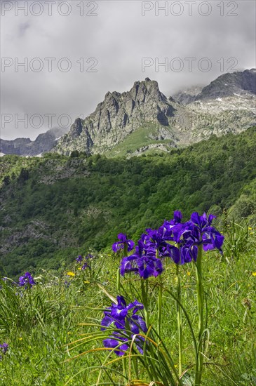 English Iris (Iris latifolia)