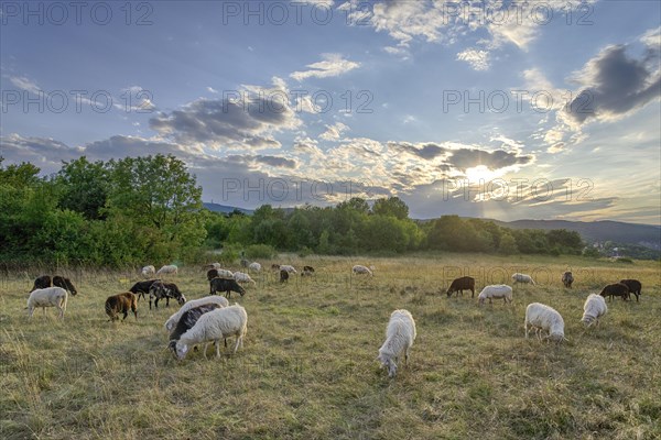 Flock of sheep