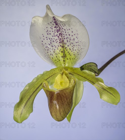 Venus slipper orchid (Paphiopedilum)