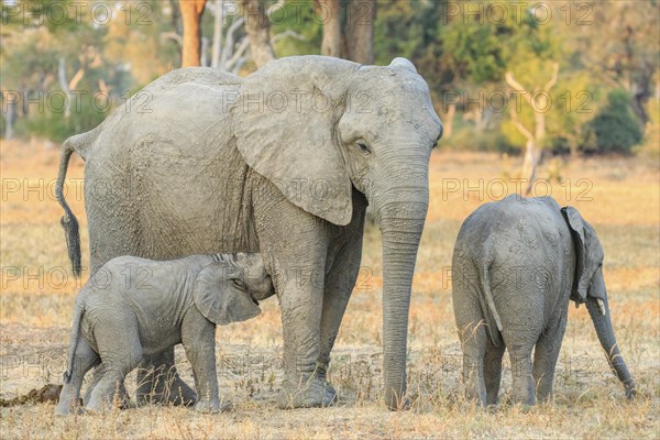 African elephant (Loxodonta africana)