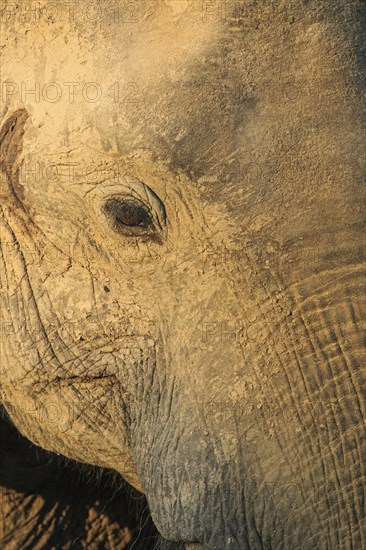 African elephant (Loxodonta africana)
