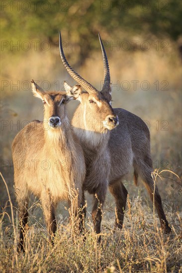 Waterbuck (Kobus ellipsiprymnus)