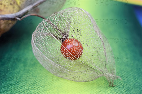 Physalis fruit (Physalis peruviana)