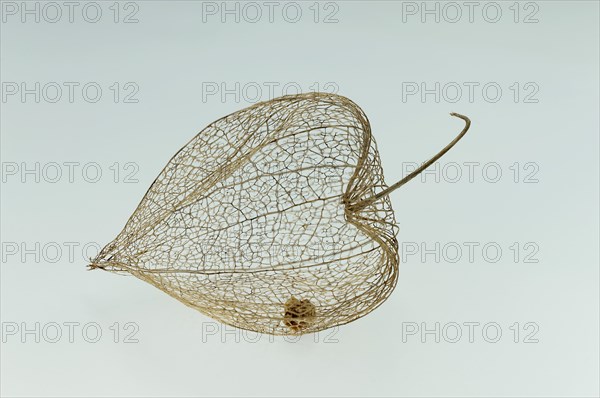Physalis fruit (Physalis peruviana)