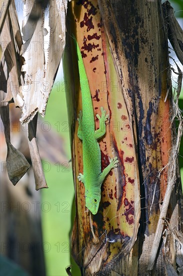 Seychelles giant day gecko (Phelsuma sundbergi sundbergi)