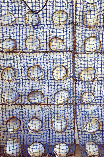 Shells of pearl oysters in a pearl farming basket
