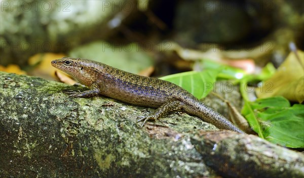 Seychelles skink (Trachylepis seychellensis)