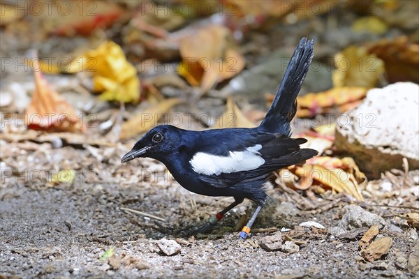 Seychelles magpie-robin (Copsychus sechellarum)