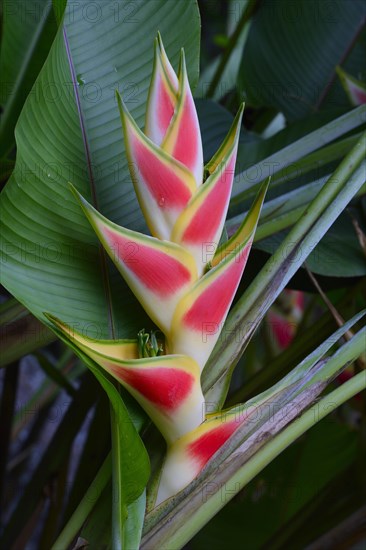 Heliconia (Heliconia wagneriana) blossom