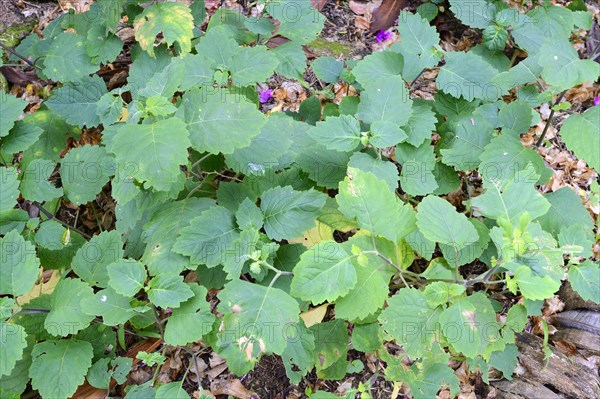 Patchouli
