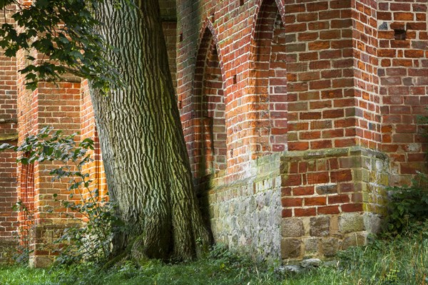 Oak (Quercus robur) in front of Boitzenburg Abbey