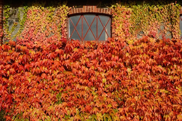 Virginia Creeper (Parthenocissus quinquefolia) on wall