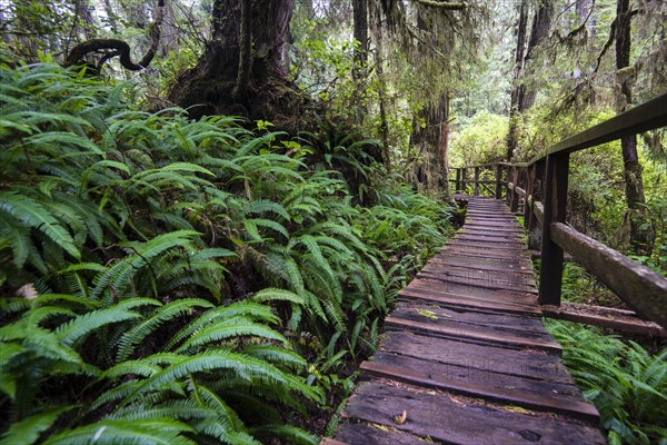 Boardwalk