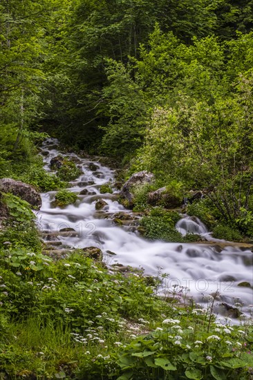 Sources at Steyrursprung