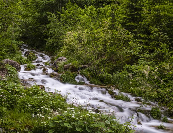 Sources at Steyrursprung