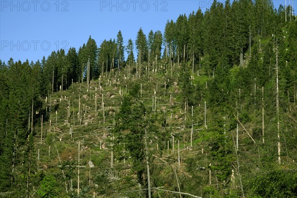 Windfall