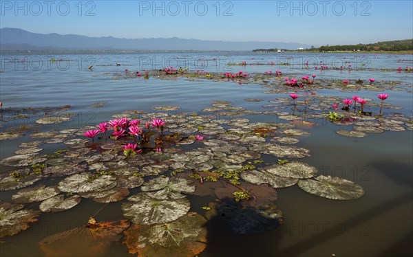 Pink water-lilies (Nymphaea pubescens)