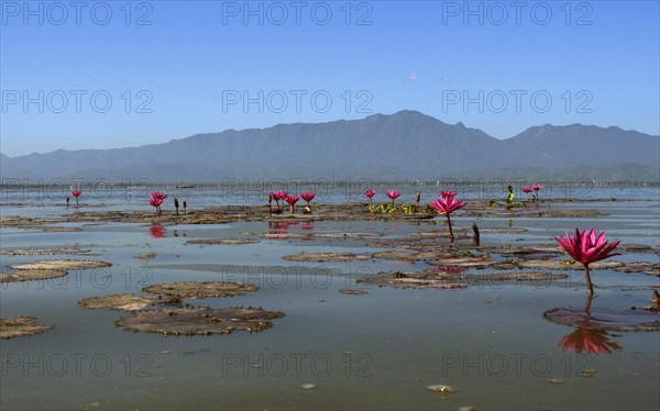 Pink water-lilies (Nymphaea pubescens)