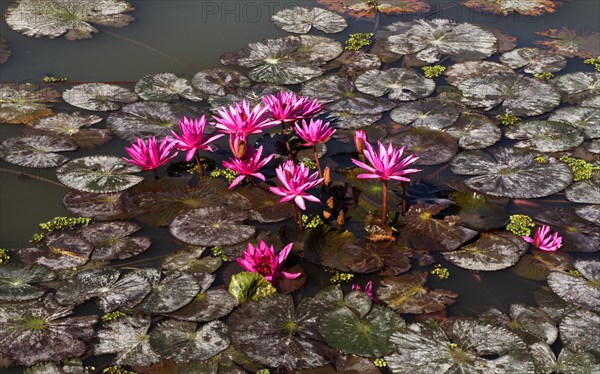 Pink water-lilies (Nymphaea pubescens)