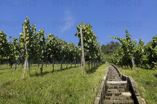 Stairs on the wine experience trail through vines on the vineyard