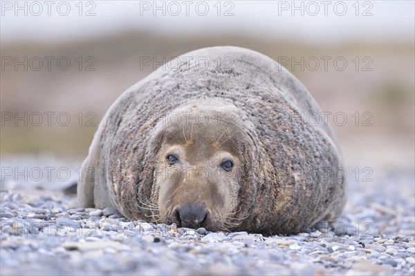 Grey Seal (Halichoerus grypus)