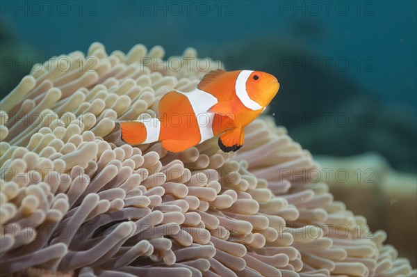 Ocellaris clownfish (Amphiprion ocellaris) in Sea Anemone (Heteractis spec.)