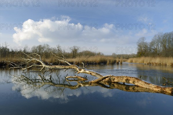 Sunny winter landscape