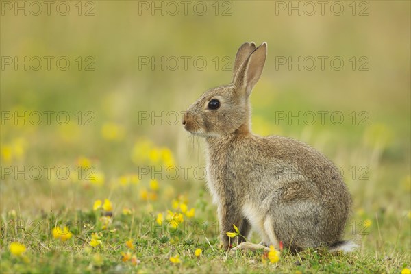 European Rabbit or Common Rabbit (Oryctolagus cunniculus)