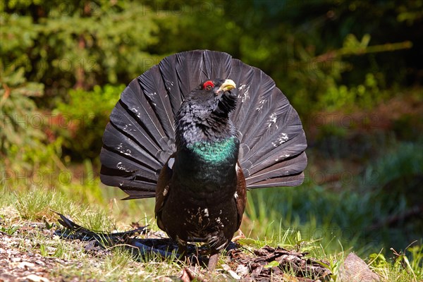 Western Capercaillie (Tetrao urogallus)
