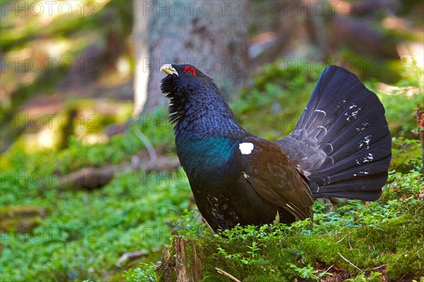 Western Capercaillie (Tetrao urogallus)