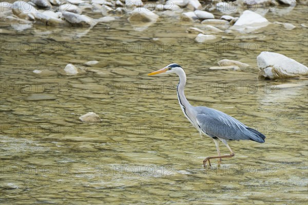 Grey Heron (Ardea cinerea) in a river