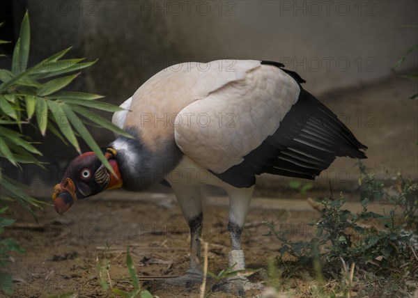 King vulture (Sarcoramphus papa)