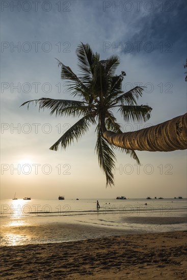 Palm