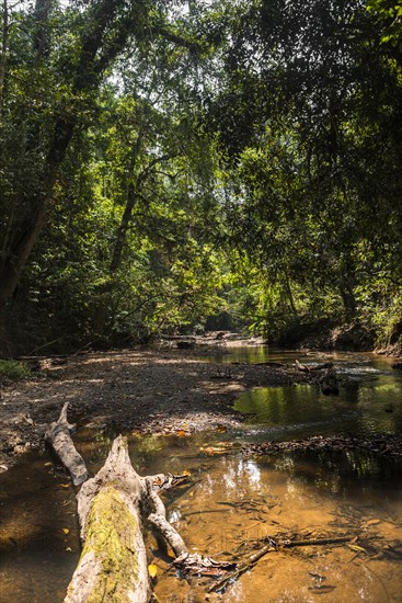 Small jungle stream