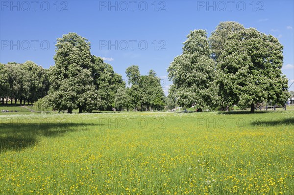 Rosenstein Park in the spring