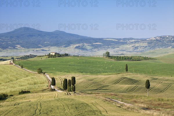 Tuscan landscape with cypress trees